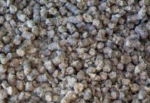 Ovčja vuna u polju: novo organsko gnojivo?