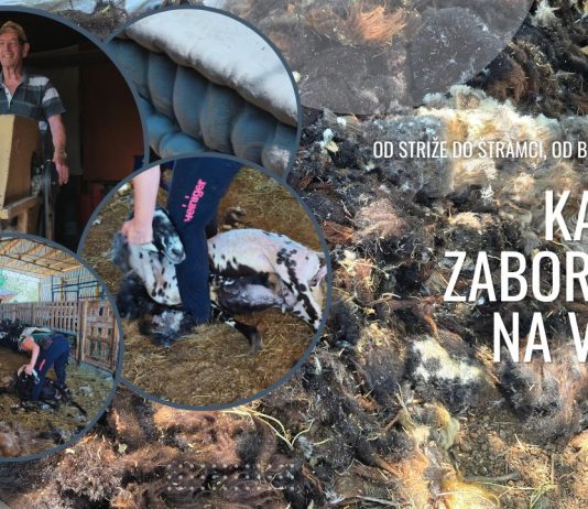 Od striže do štramci, od blaga do otpada: Kako je zaboravljena vuna?