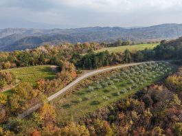 Iza istarskih maslinara uspješna maslinarska godina
