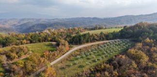 Iza istarskih maslinara uspješna maslinarska godina