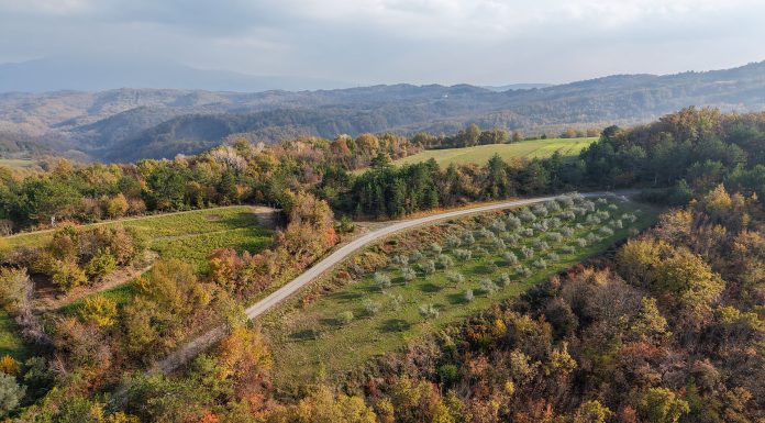 Iza istarskih maslinara uspješna maslinarska godina