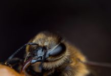 Sitni, ali bitni: Izložba kukci našeg grada oduševila posjetitelje