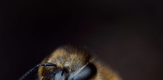 Sitni, ali bitni: Izložba kukci našeg grada oduševila posjetitelje