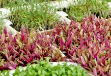 Besplatna radionica u Društvenom vrtu Gregovica: Eko uzgoj mikrozelenja