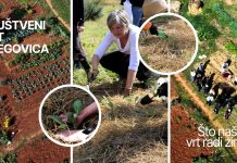 U pulskom društvenom vrtu Gregovica održana radionica o održivom vrtlarstvu