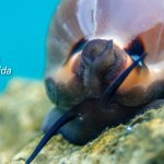 Strogo zaštićena ljepotica Jadrana: Zupka