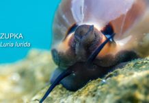 Strogo zaštićena ljepotica Jadrana: Zupka