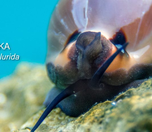 Strogo zaštićena ljepotica Jadrana: Zupka