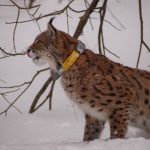 Medvjed, ris i vuk – strogo zaštićene vrste