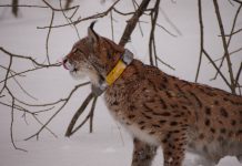 Medvjed, ris i vuk – strogo zaštićene vrste