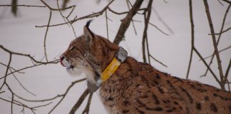 Medvjed, ris i vuk – strogo zaštićene vrste