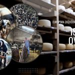 Europska oznaka izvornosti za istarski ovčji sir