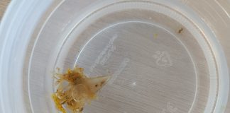 Nakon godina pomora, pozitivni nalazi u Istri za plemenitu perisku