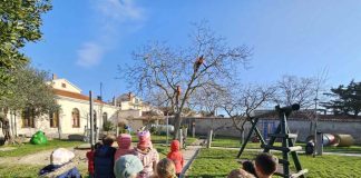 U DV Medulin u Premanturi orezana stabla i posađena mlada ladonja