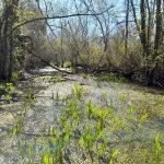 Svjetski dan močvarnih staništa: Palud doprinosi očuvanju prirodnih resursa