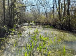 Svjetski dan močvarnih staništa: Palud doprinosi očuvanju prirodnih resursa