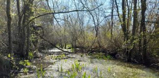 Svjetski dan močvarnih staništa: Palud doprinosi očuvanju prirodnih resursa