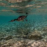 Brijuni: Provedeno terensko istraživanje morskih vranaca