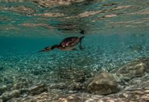 Brijuni: Provedeno terensko istraživanje morskih vranaca