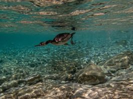 Brijuni: Provedeno terensko istraživanje morskih vranaca