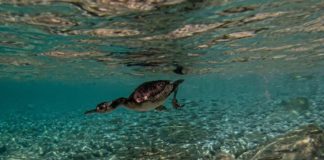 Brijuni: Provedeno terensko istraživanje morskih vranaca