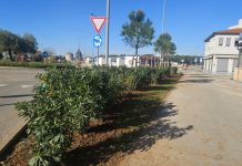 MEDULIN: Ulica Osipovica dobila 25 stabala i više od 380 sadnica grmlja