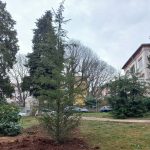 Mornarički park dobio novi cedar