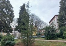 Mornarički park dobio novi cedar