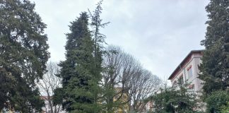 Mornarički park dobio novi cedar