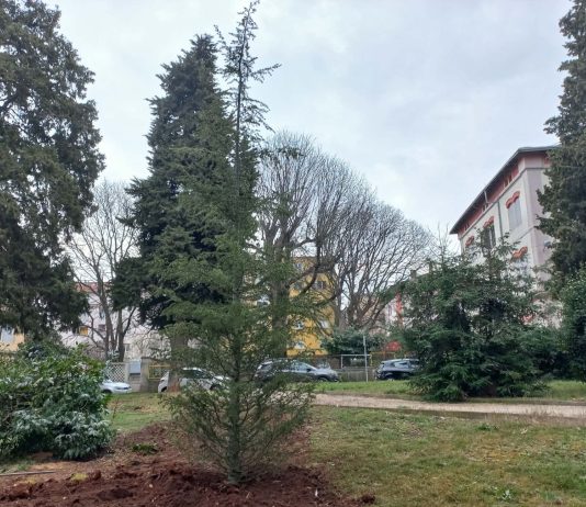 Mornarički park dobio novi cedar