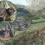 Borba poljoprivrednika i divljači: štete rastu, proizvođača sve manje