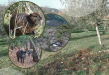 Borba poljoprivrednika i divljači: štete rastu, proizvođača sve manje