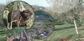 Borba poljoprivrednika i divljači: štete rastu, proizvođača sve manje