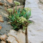 Svjetski dan divljih vrsta: Kamenjak obiluje brojnim rijetkim i ugroženim biljnim vrstama