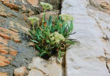 Svjetski dan divljih vrsta: Kamenjak obiluje brojnim rijetkim i ugroženim biljnim vrstama