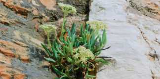 Svjetski dan divljih vrsta: Kamenjak obiluje brojnim rijetkim i ugroženim biljnim vrstama