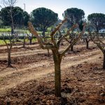 Pula dobila urbani maslinik