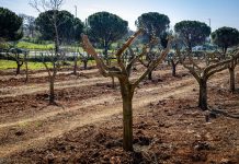 Pula dobila urbani maslinik