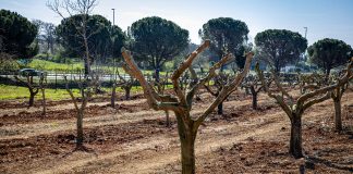 Pula dobila urbani maslinik