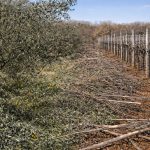 Što s rezidbenim ostacima?