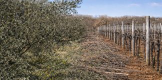 Što s rezidbenim ostacima?