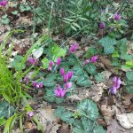 Carstvo ciklama u Šijanskoj šumi