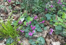 Carstvo ciklama u Šijanskoj šumi