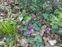 Carstvo ciklama u Šijanskoj šumi