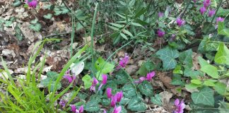 Carstvo ciklama u Šijanskoj šumi