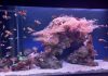 Aquarium Pula bogatiji za novi postav „Tropski koraljni greben“ i izložbu „Nevidljivi svijet“