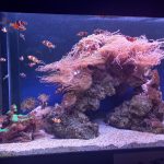 Aquarium Pula bogatiji za novi postav „Tropski koraljni greben“ i izložbu „Nevidljivi svijet“