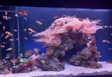 Aquarium Pula bogatiji za novi postav „Tropski koraljni greben“ i izložbu „Nevidljivi svijet“