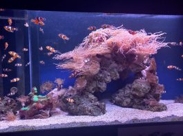 Aquarium Pula bogatiji za novi postav „Tropski koraljni greben“ i izložbu „Nevidljivi svijet“