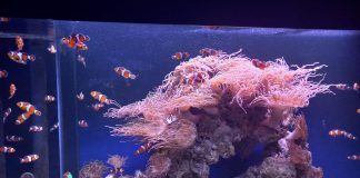 Aquarium Pula bogatiji za novi postav „Tropski koraljni greben“ i izložbu „Nevidljivi svijet“